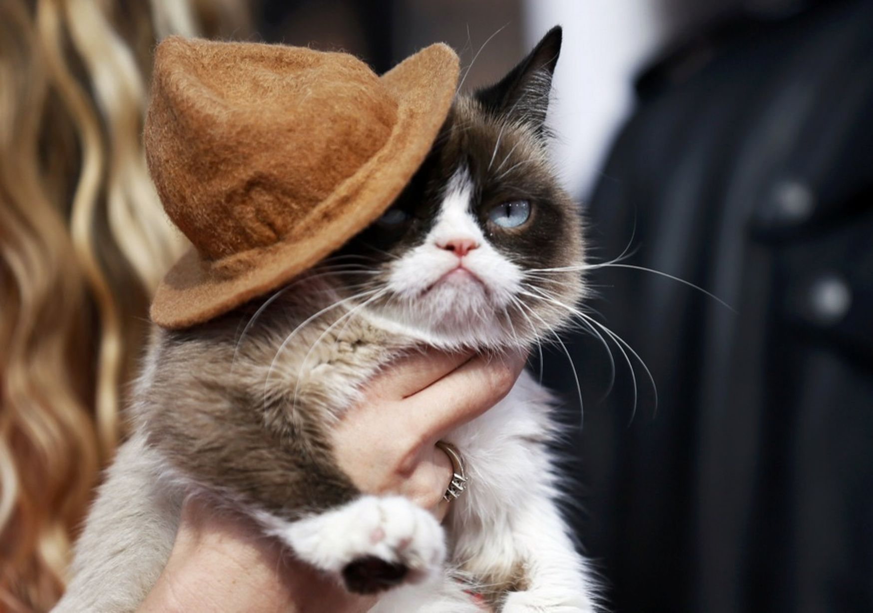Grumpy Cat 5: