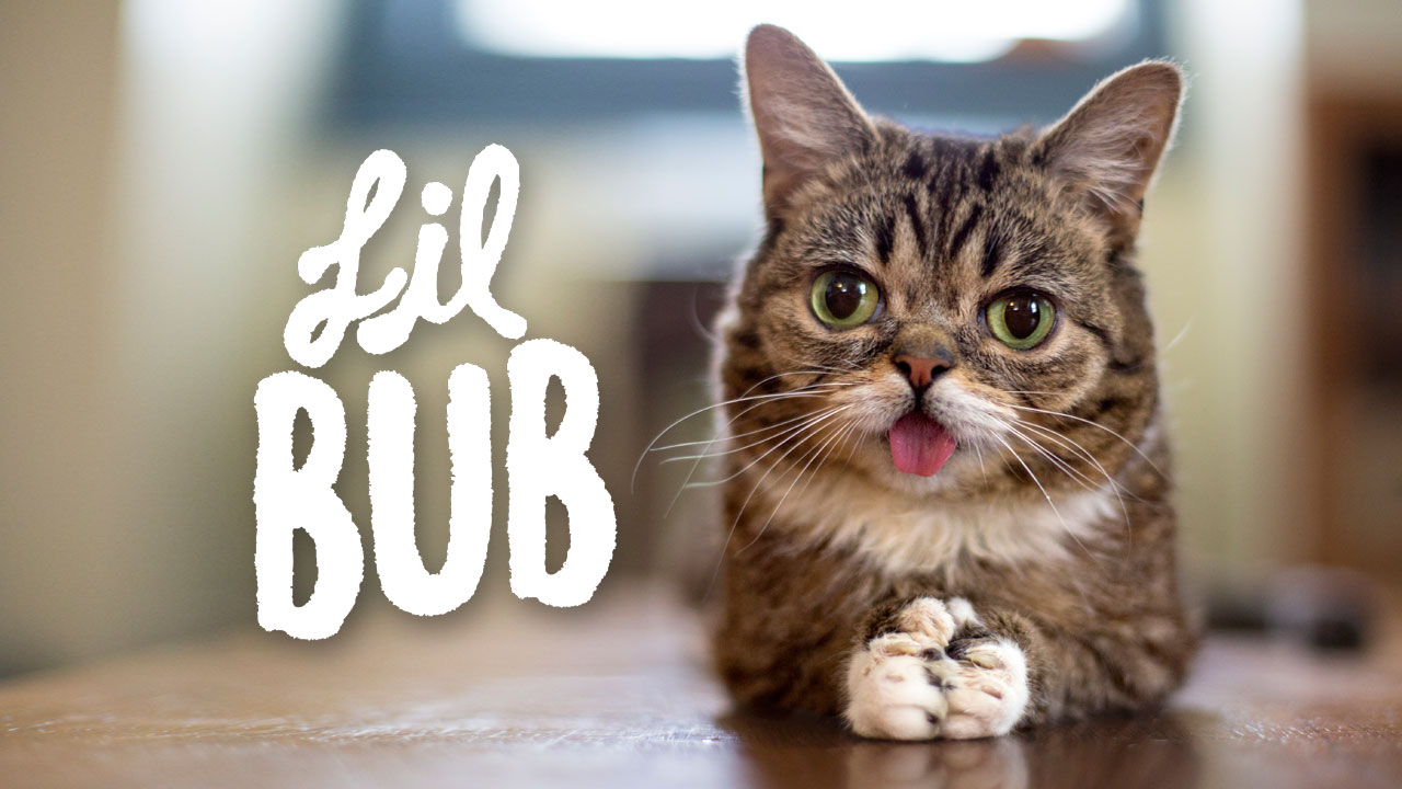 Lil bub 1