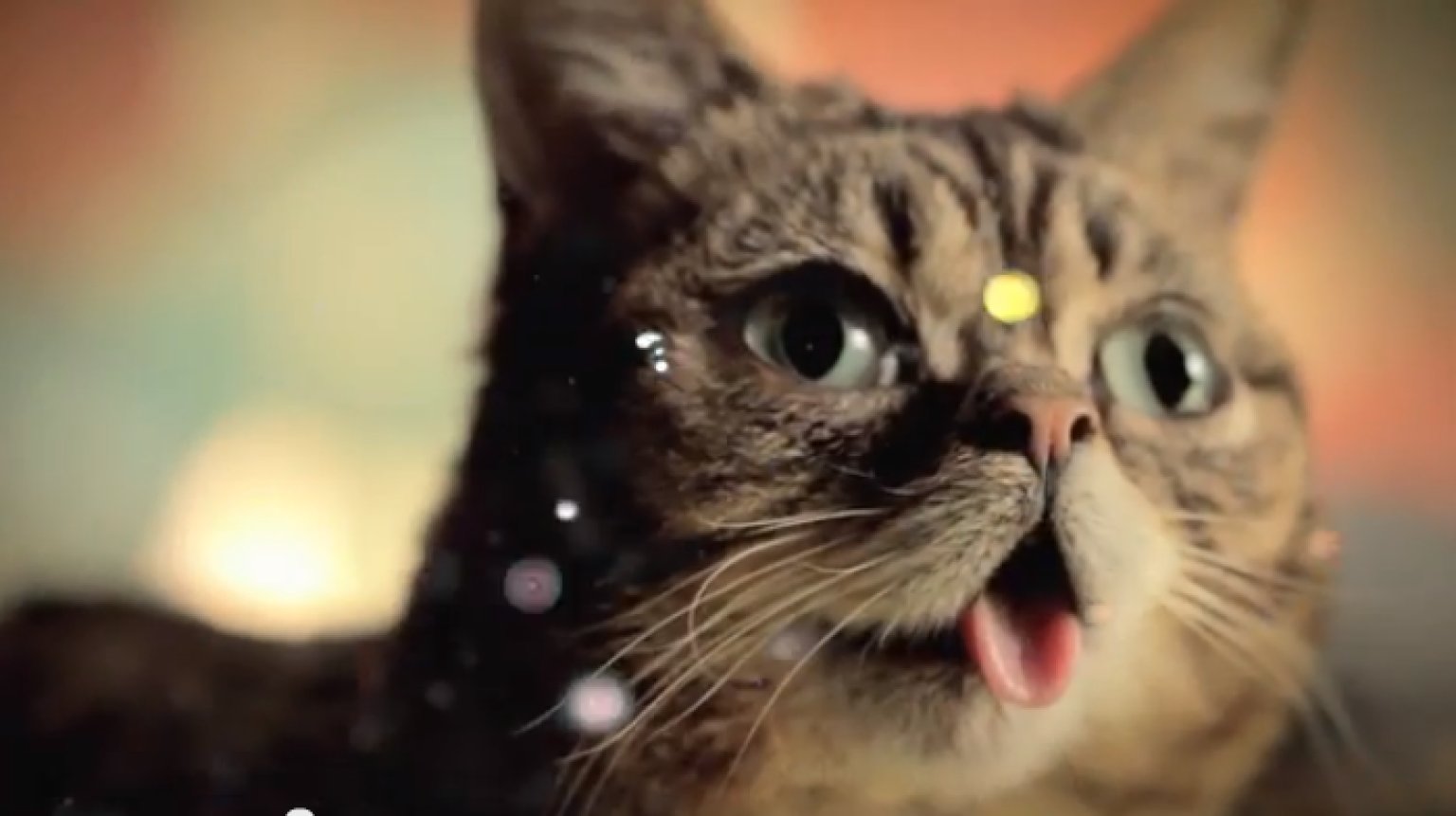 Lil bub 3