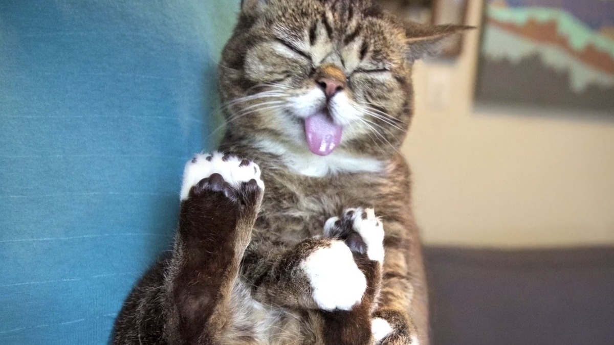 Lil bub 4