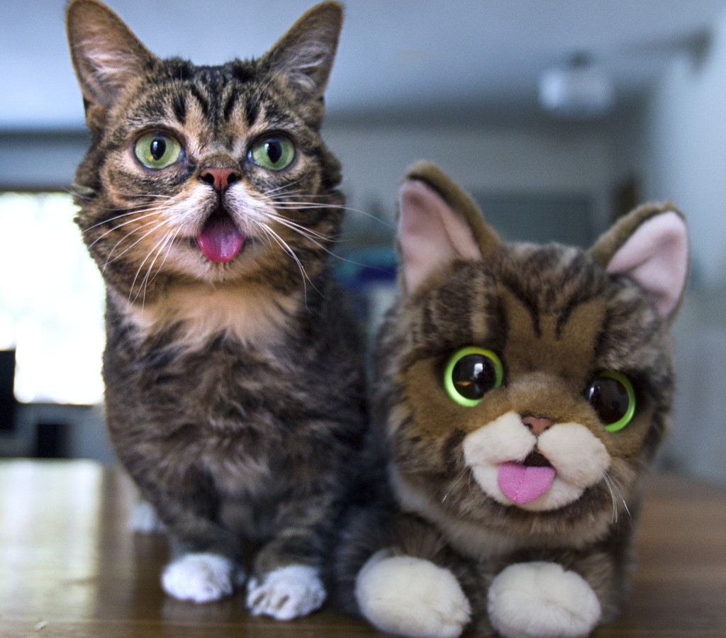 Lil bub 5