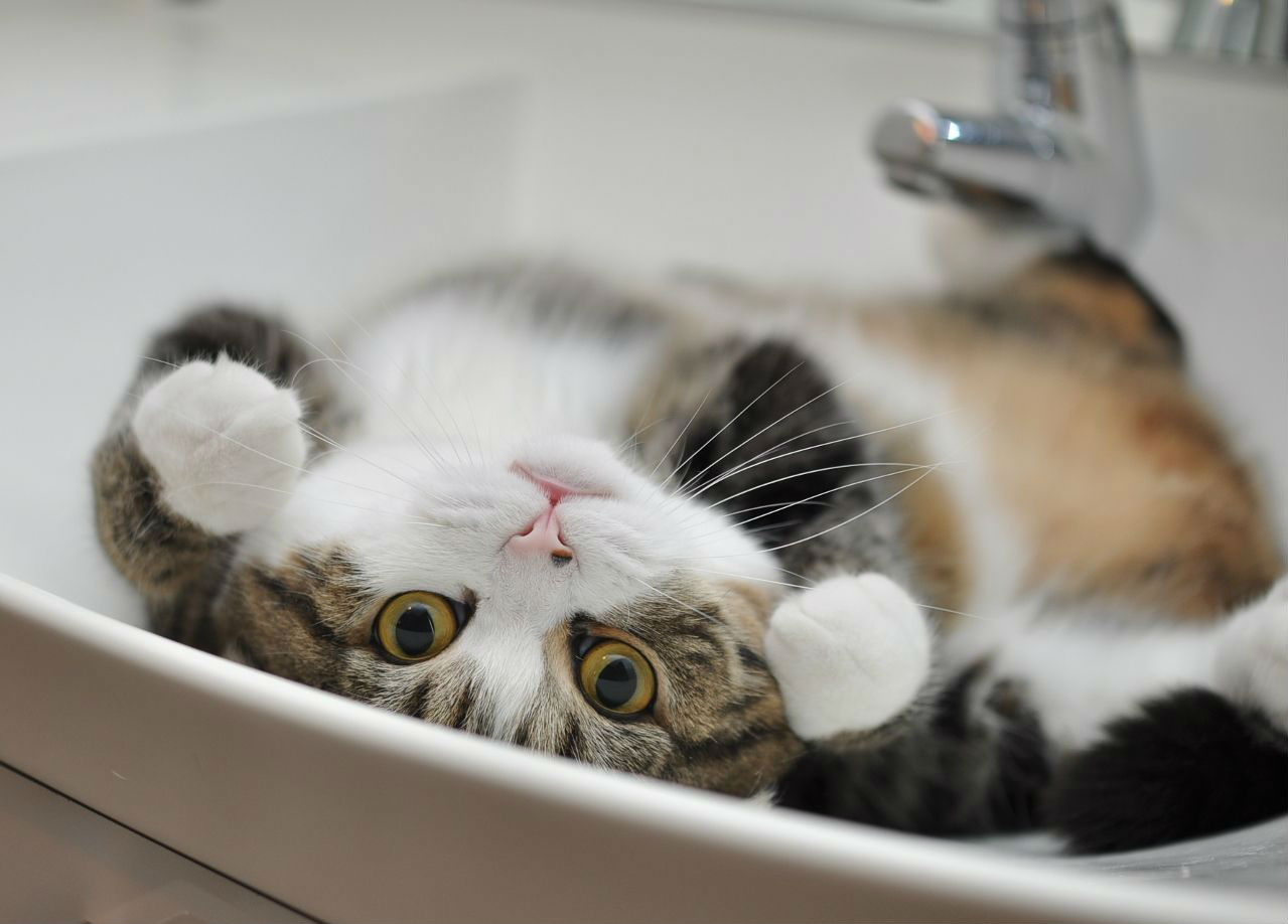 Maru 2: