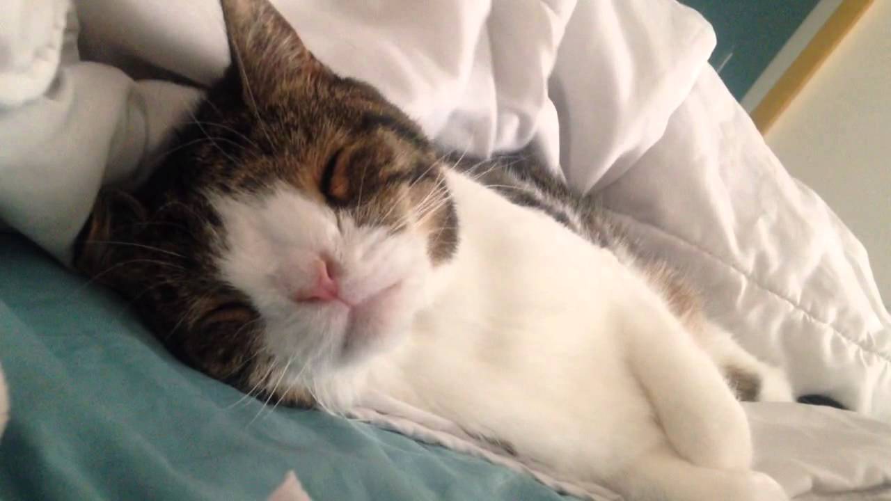 Monty 4: