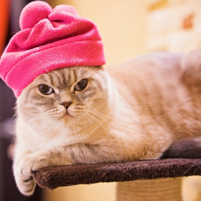 Snufle Cat Misty 1