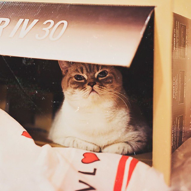 Snufle Cat Misty 3: