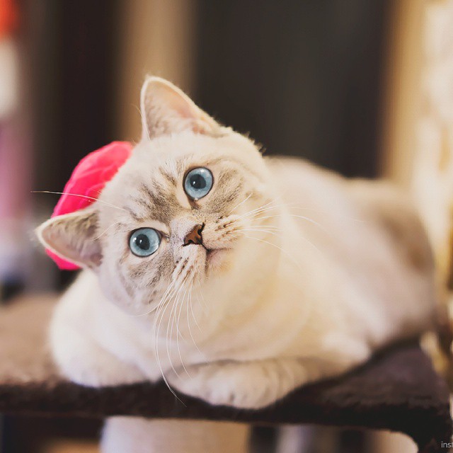 Snufle Cat Misty 4:
