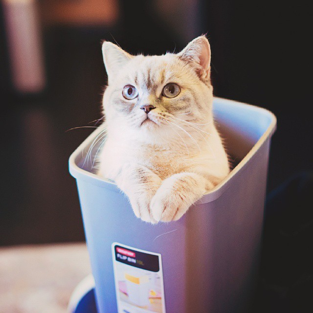 Snufle Cat Misty 5: