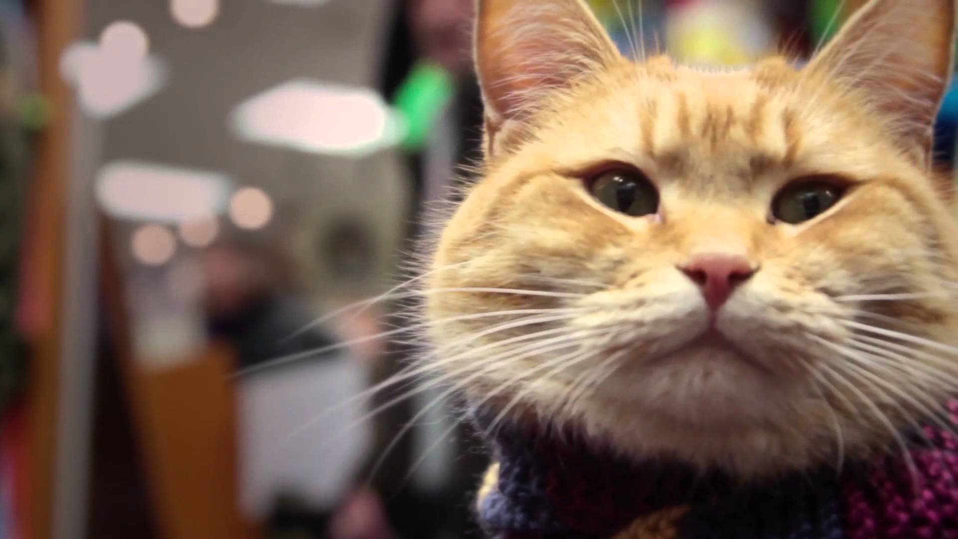 Street Cat Bob 2: