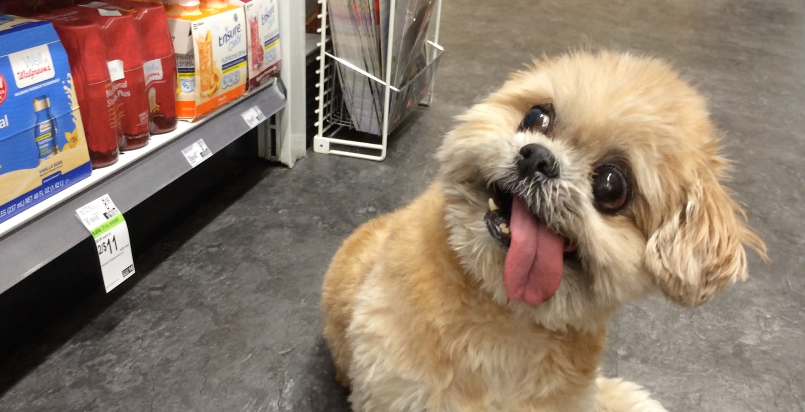 Many-Popular-Internet Dogs -03