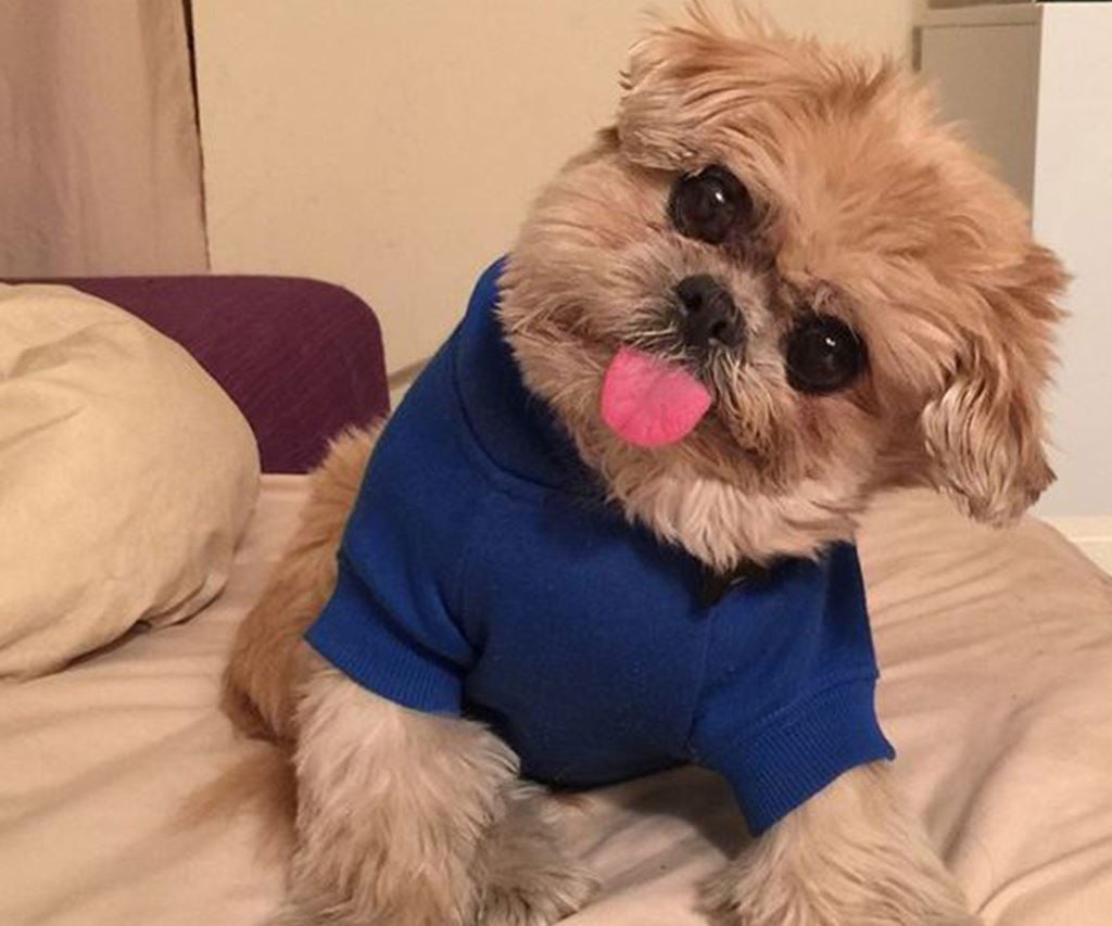 Many-Popular-Internet Dogs -04