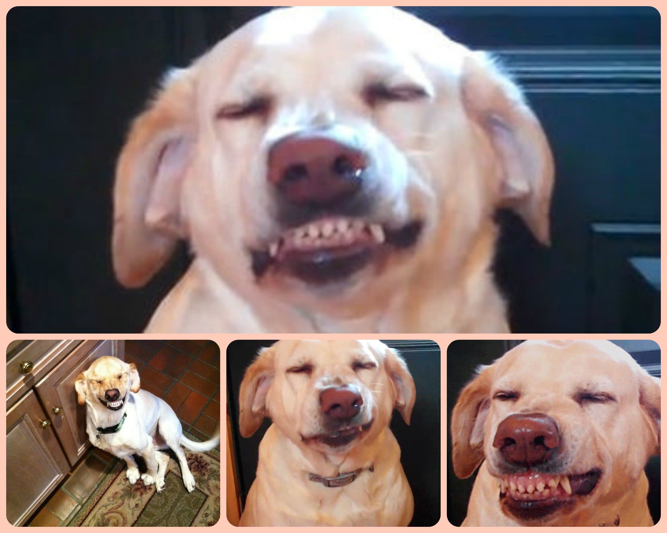 Many-Popular-Internet Dogs -06