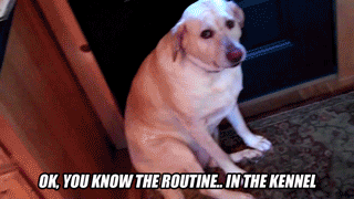 Many-Popular-Internet Dogs -07