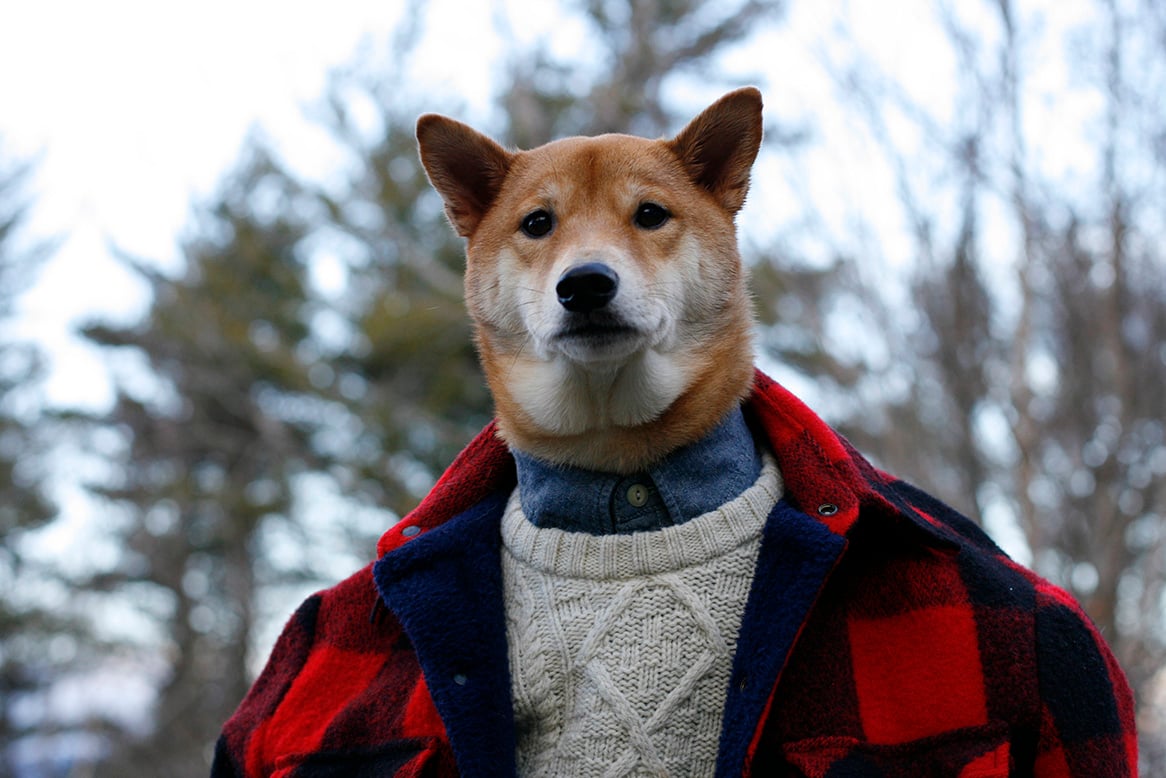 Perros más populares -internet -10