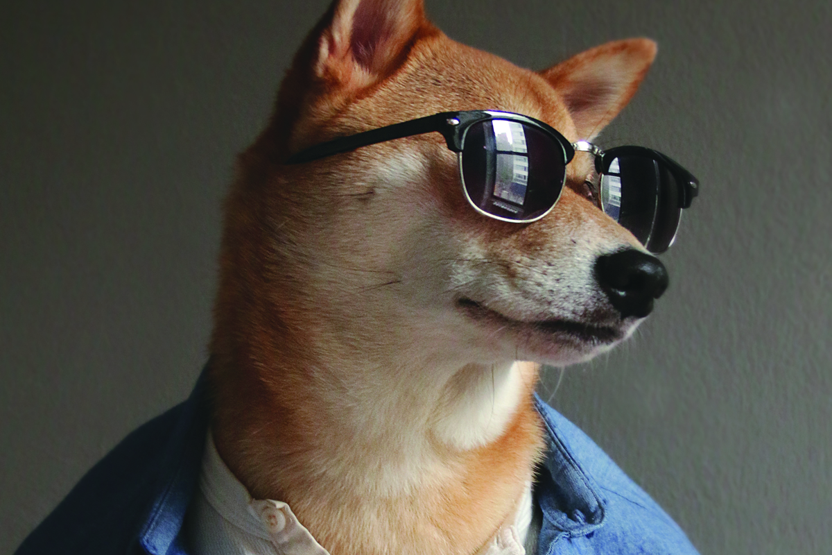 Perros más populares -internet -11