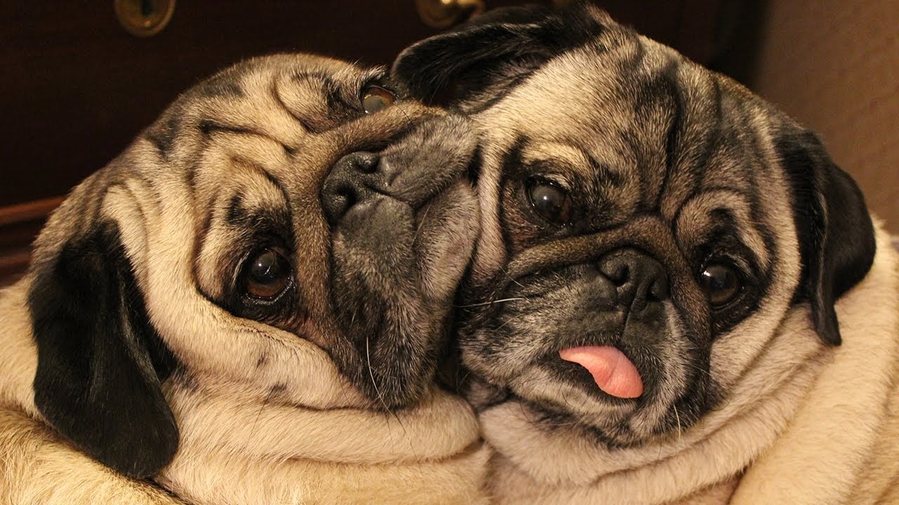 Perros más populares -internet -12