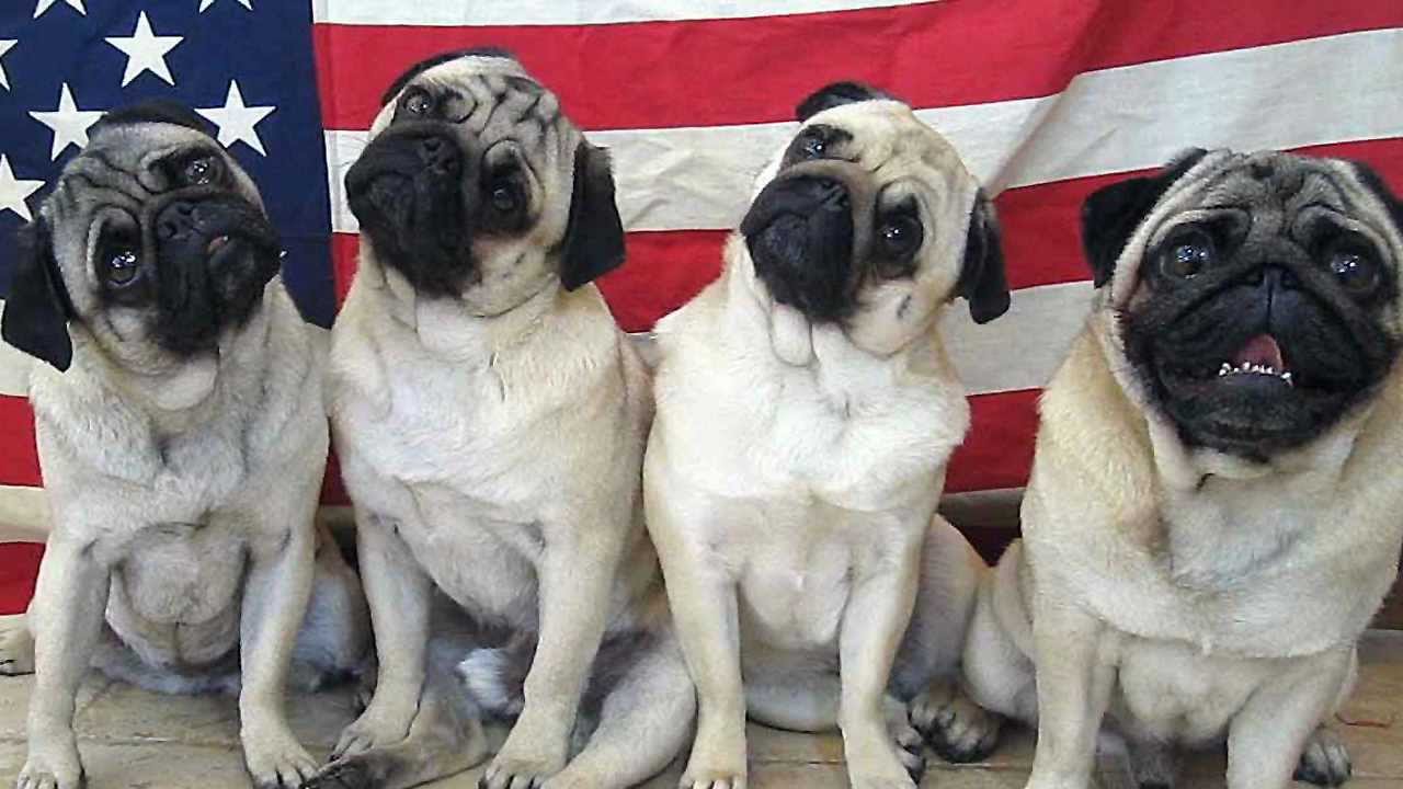 Many-Popular-Internet Dogs -13