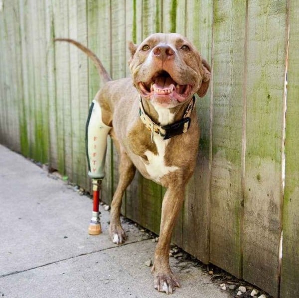 Many-Popular-Internet Dogs -15