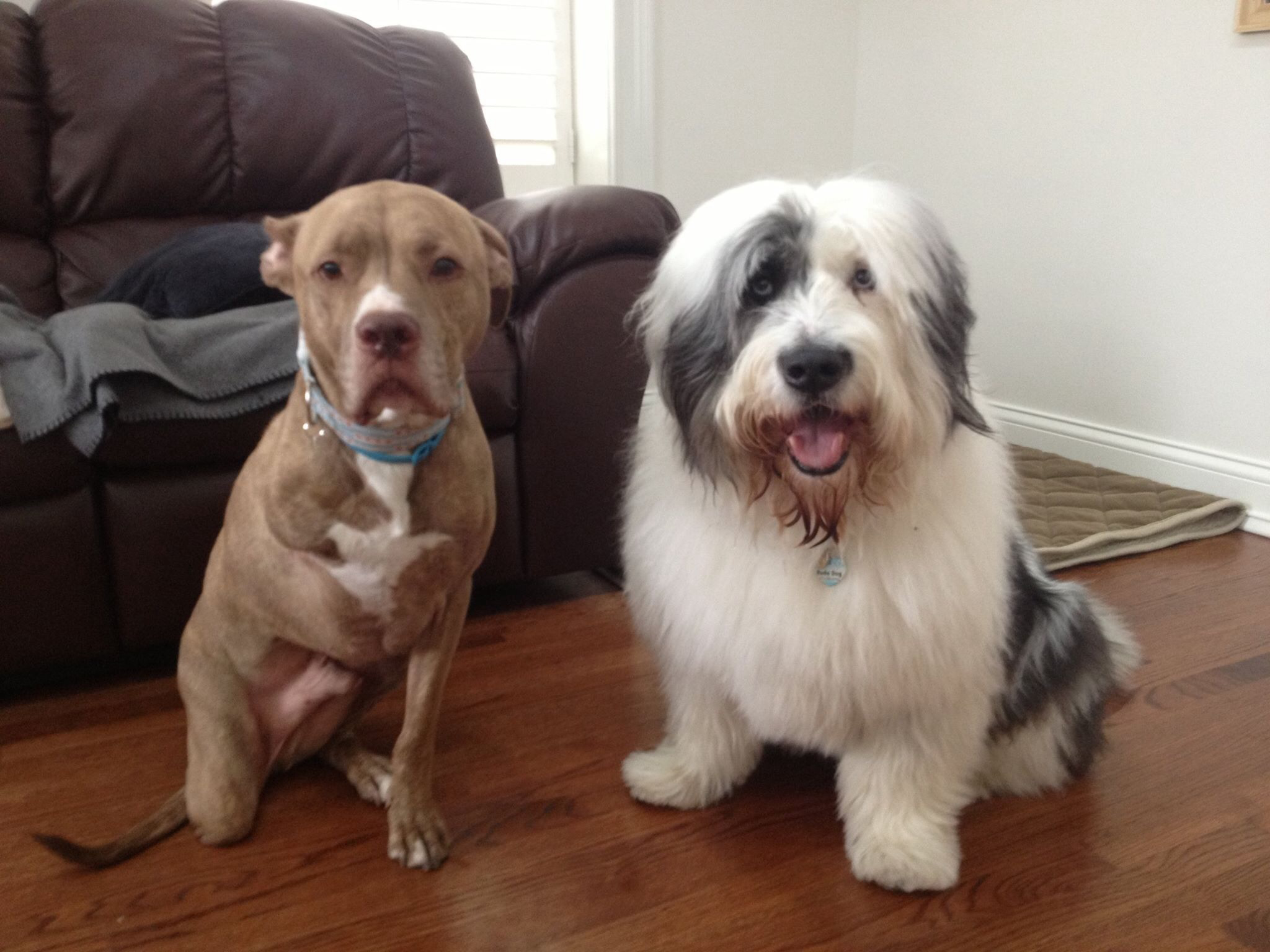 Popular-Internet-dogs -17