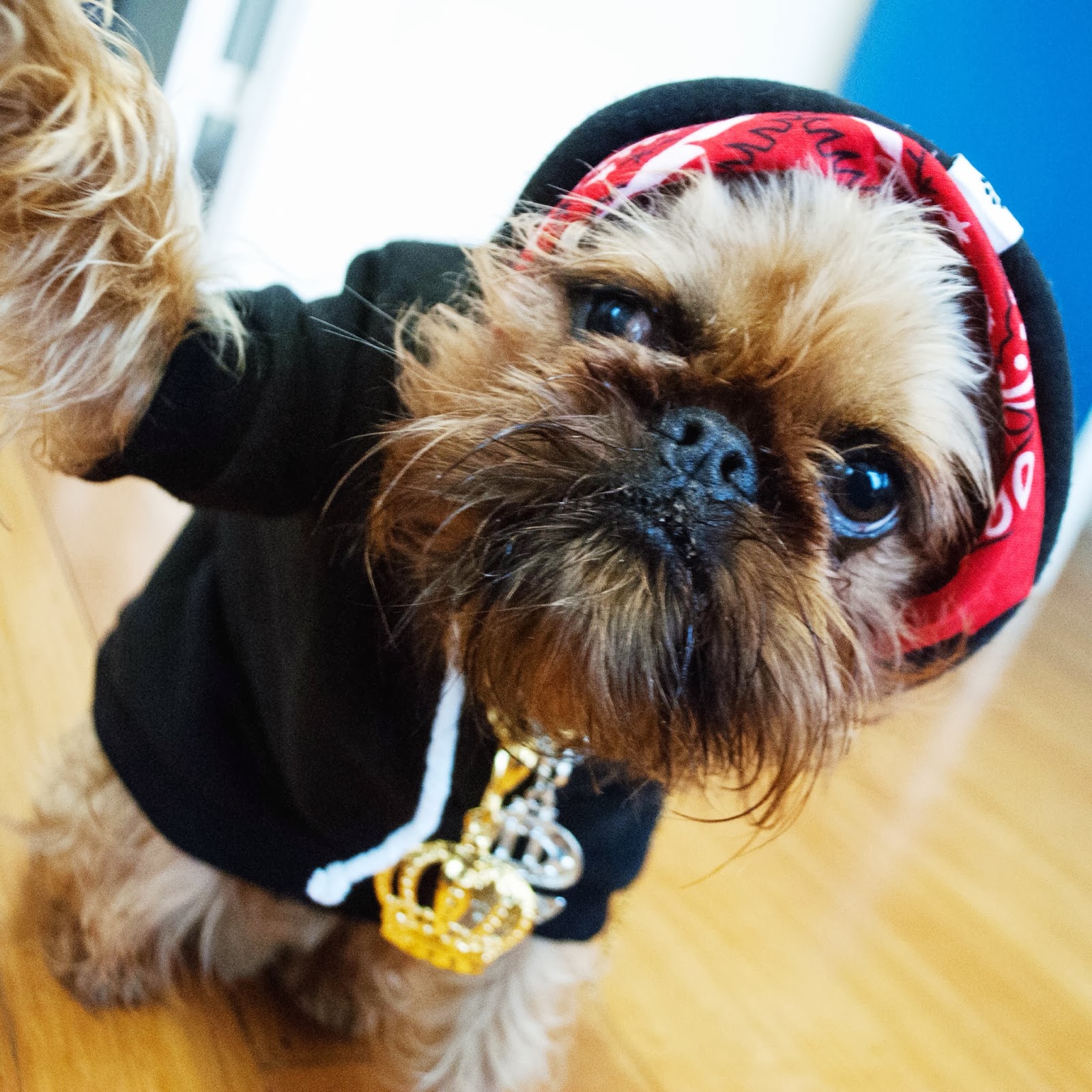 Many-Popular-Internet Dogs -1