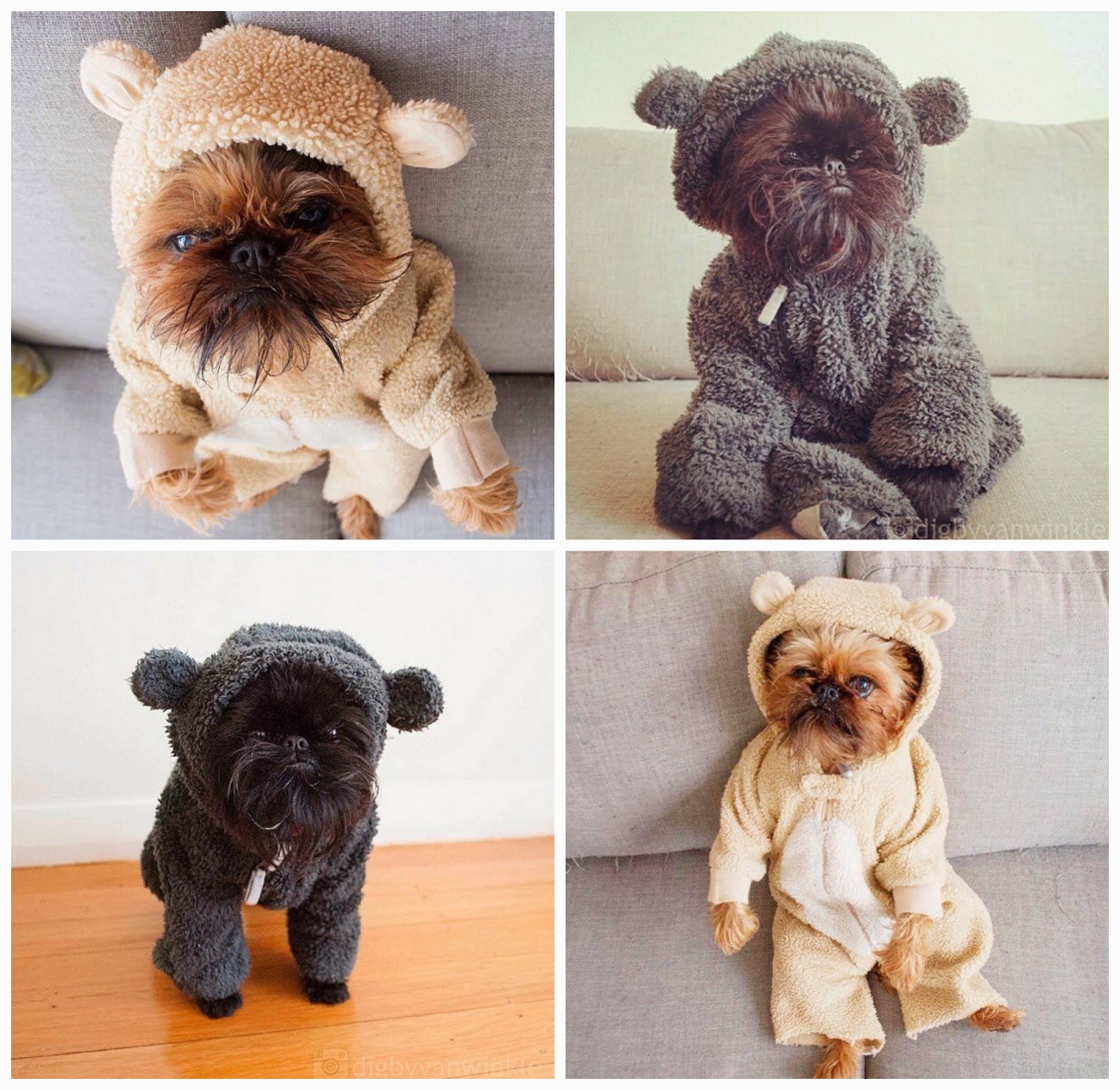 Perros más populares -internet -20