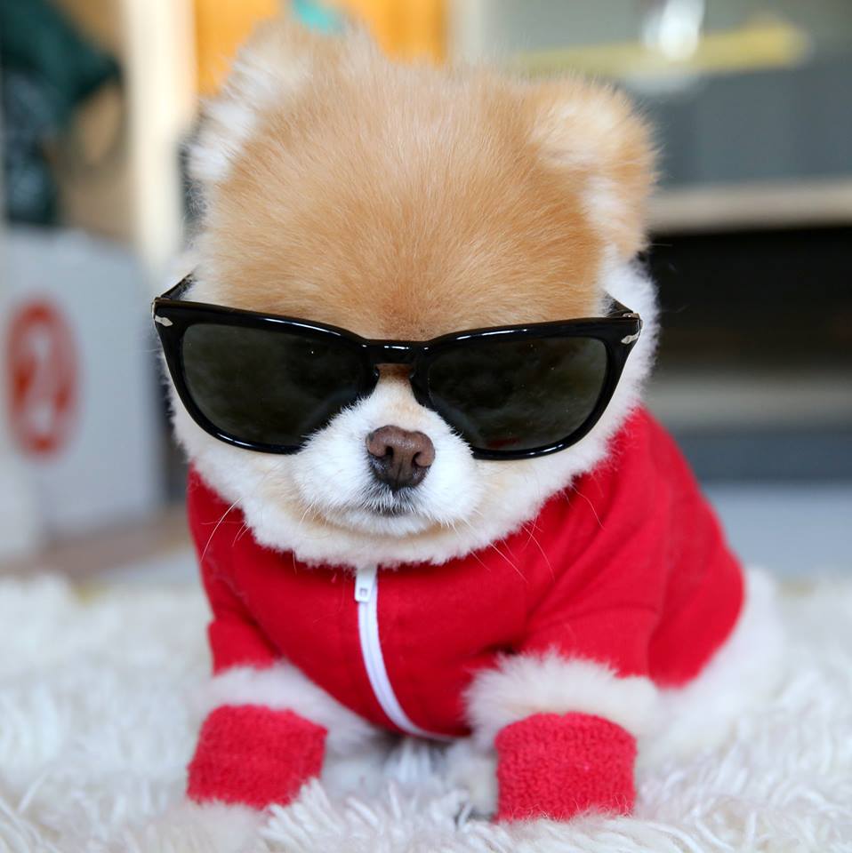 Many-popular-internet perros -22