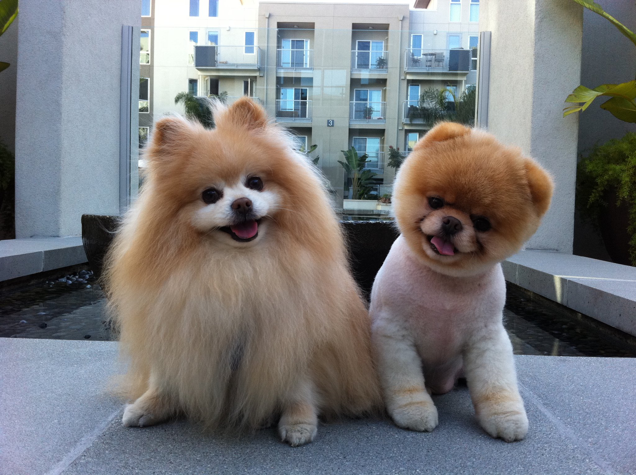 Perros más populares -internet -33