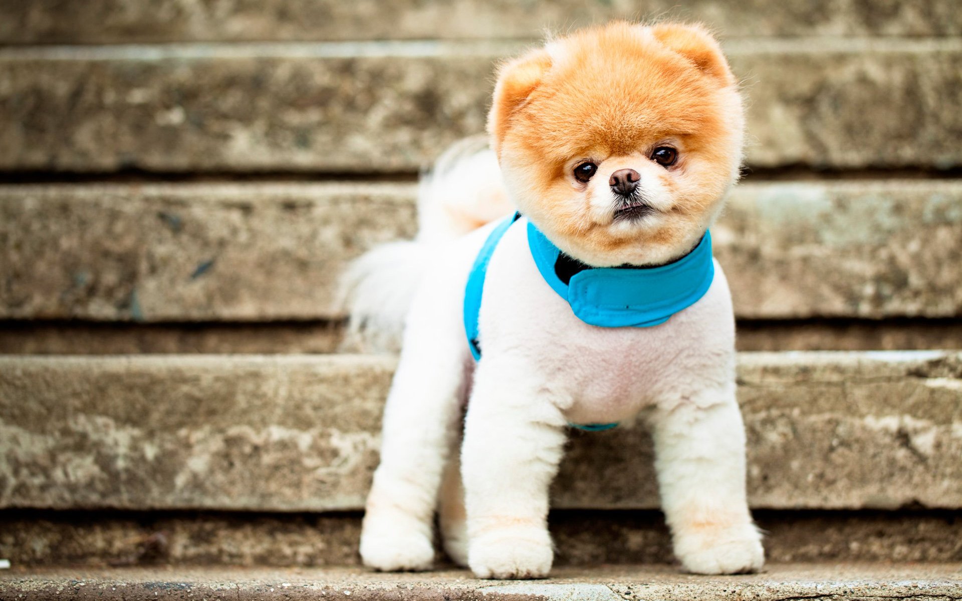 Many-Popular-Internet Dogs -4
