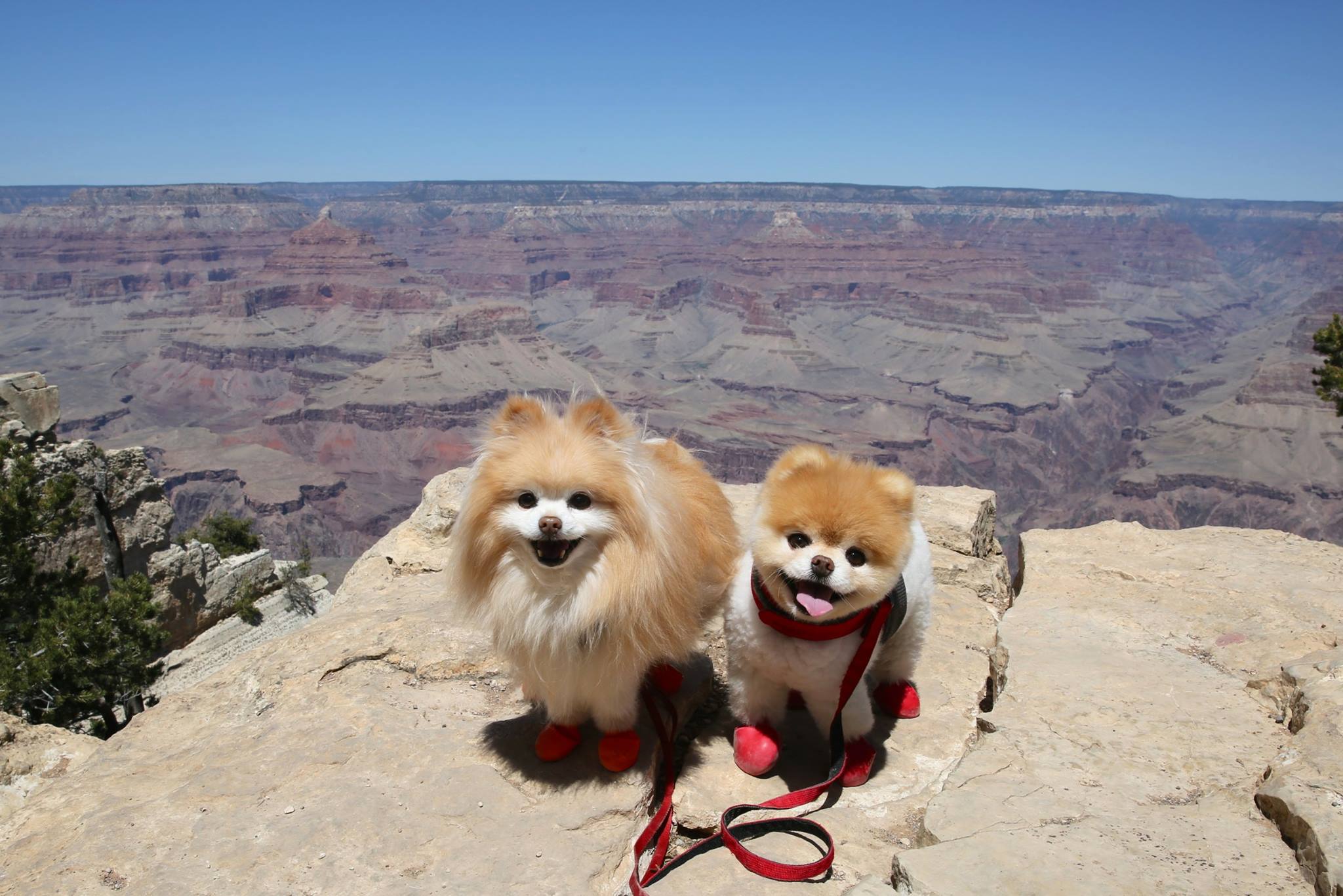 Popular-internet-dogs -25