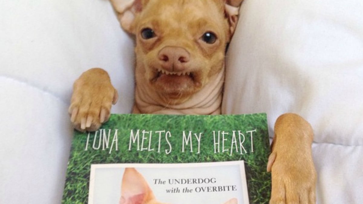 Many-popular-internet perros -7