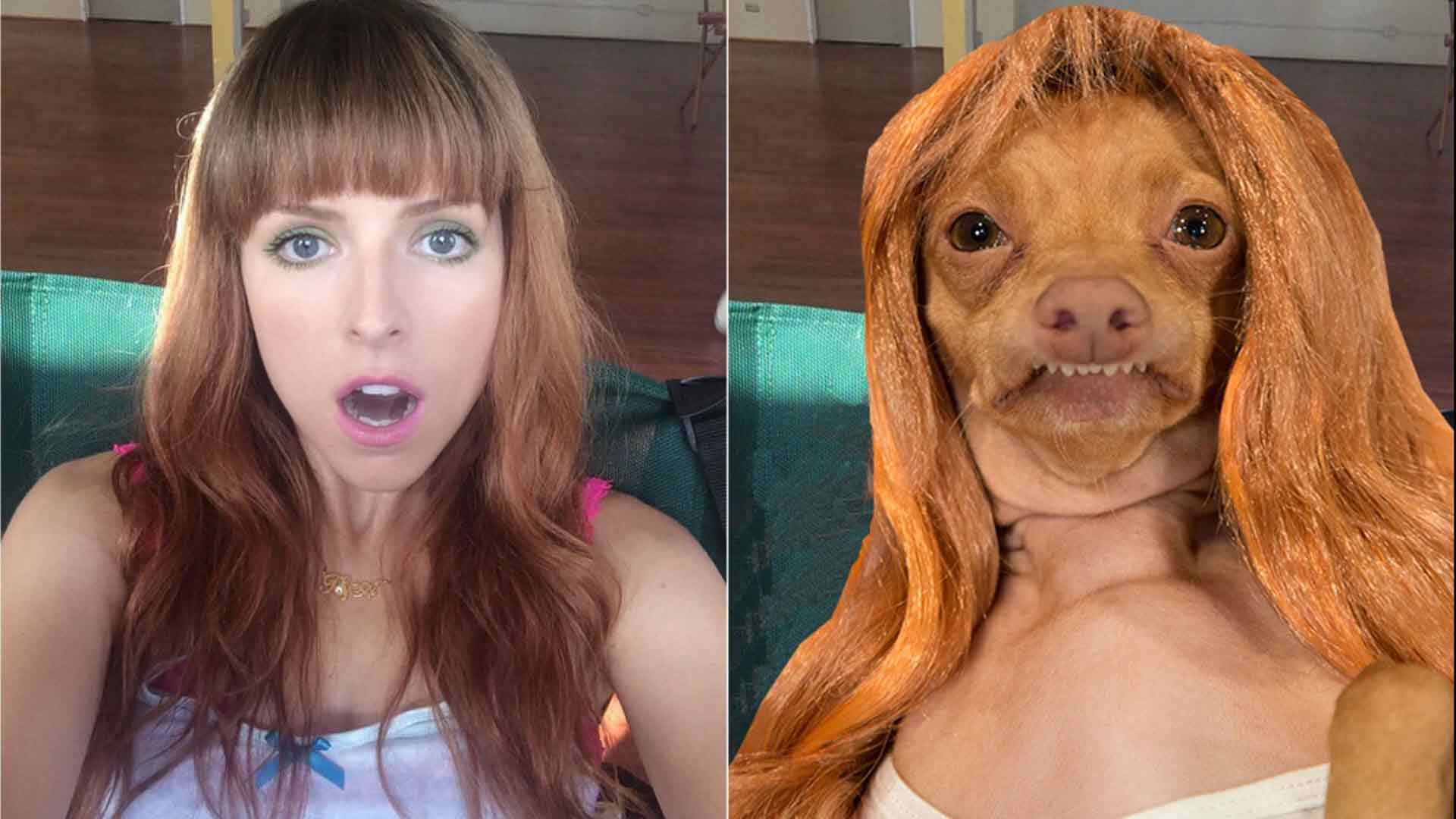 Perros populares -internet - 8