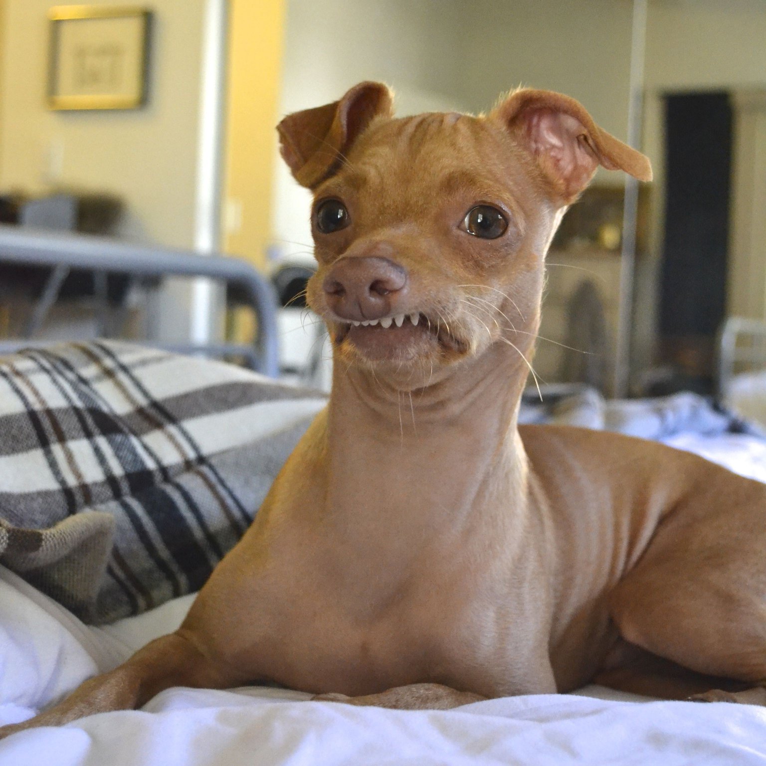 Many-popular-internet perros -29