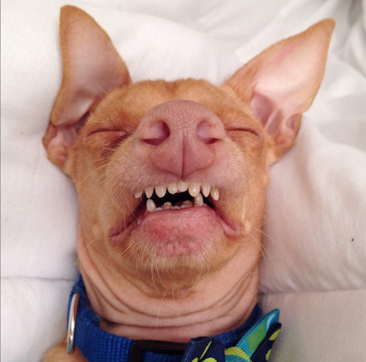 Perros más populares -internet -30