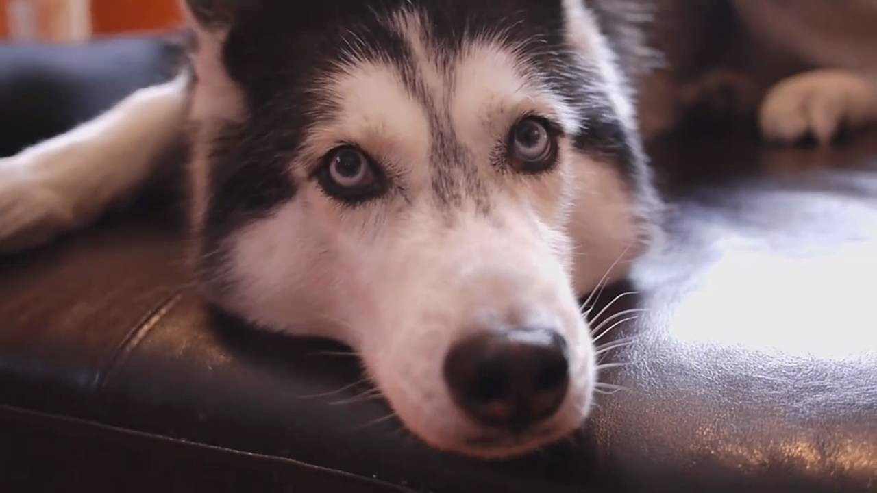 Many-popular-internet perros -32