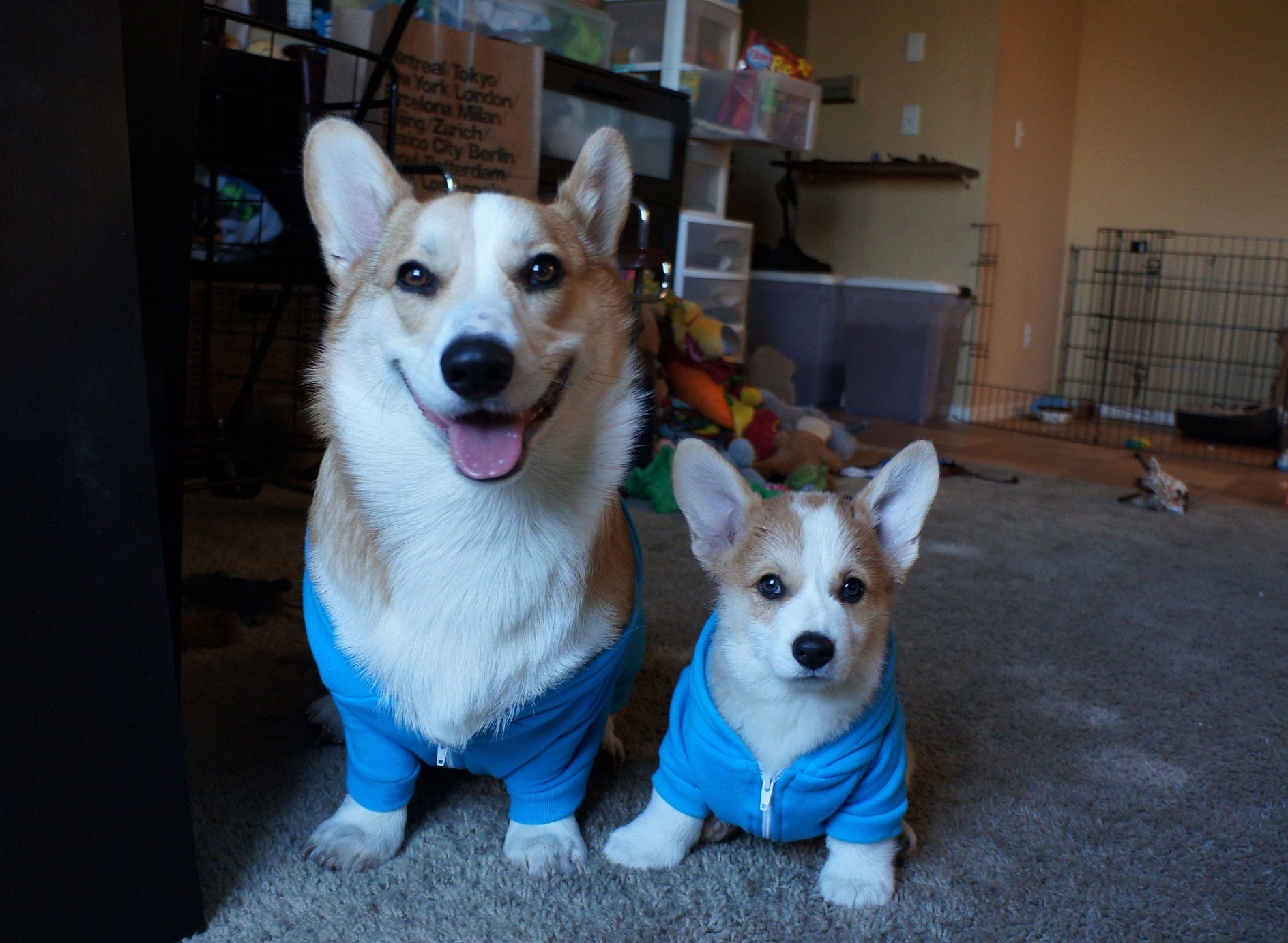 Many-Popular-Internet Dogs -33