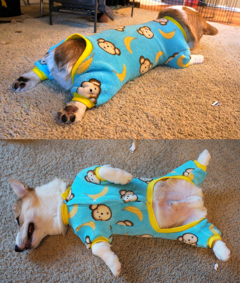 Perros más populares -internet -34