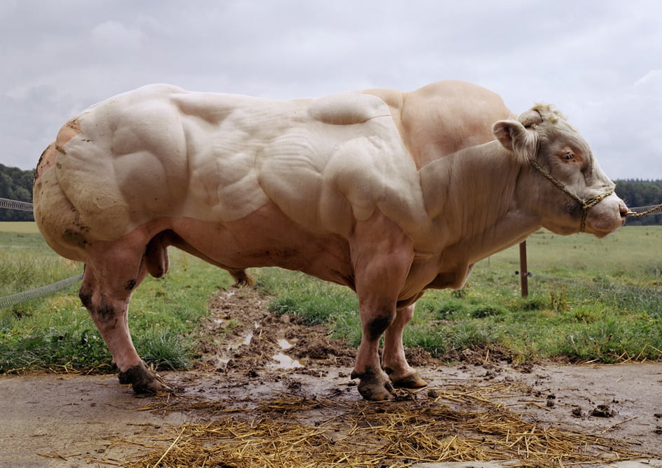 Buffle Animales domésticos que se parecen a Arnold Schwarzenegger del reino de los animales 1