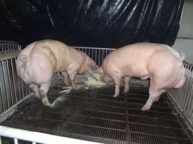 Buffle Animales domésticos que se parecen a Arnold Schwarzenegger del reino animal