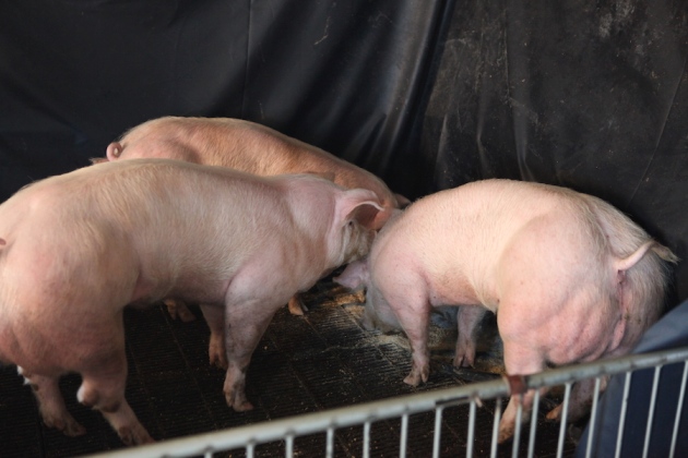 Buffle Animales domésticos que se parecen a Arnold Schwarzenegger del Reino de los Animales 11