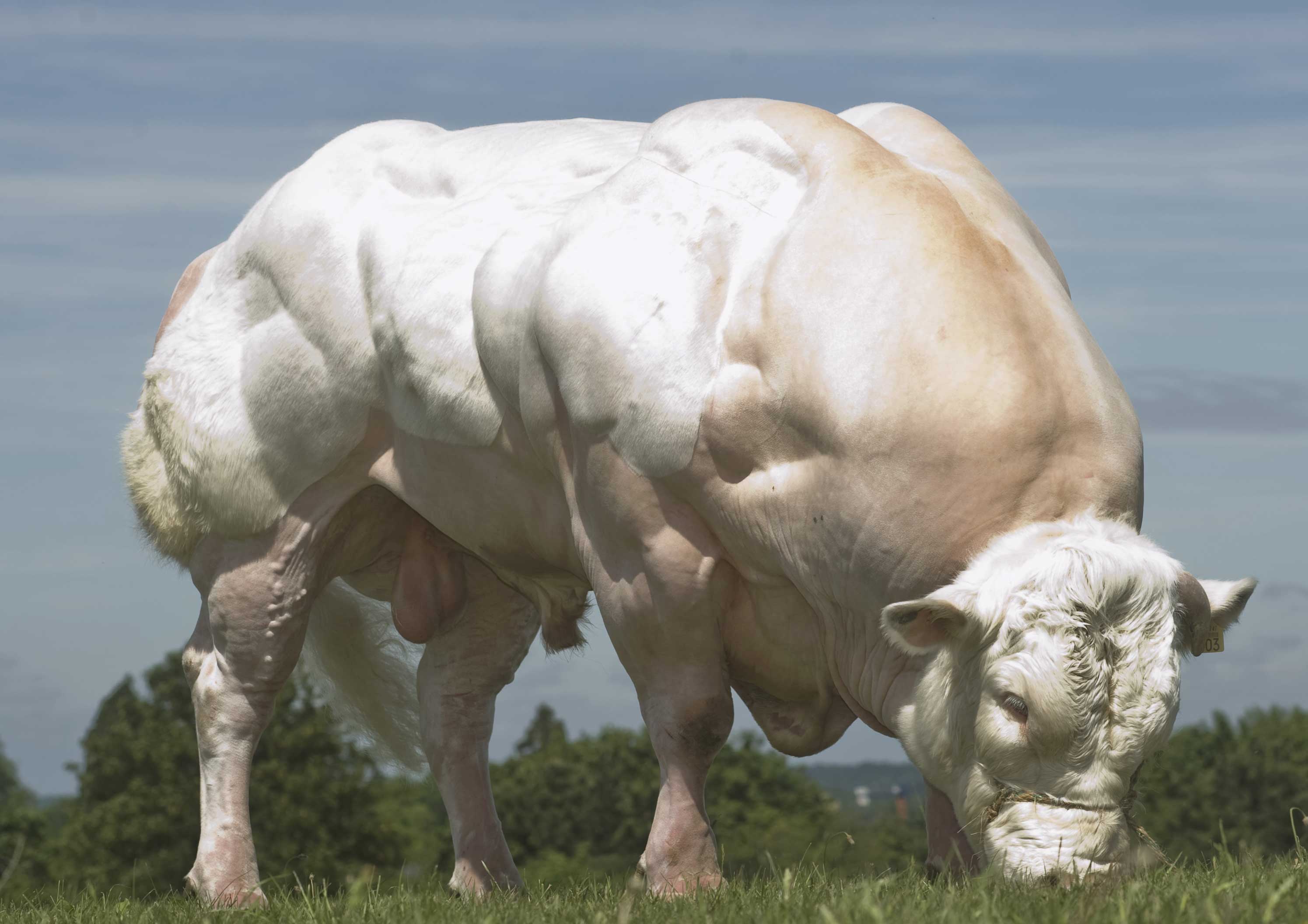 Buffle Animales domésticos que se parecen a Arnold Schwarzenegger del Reino de los Animales 2