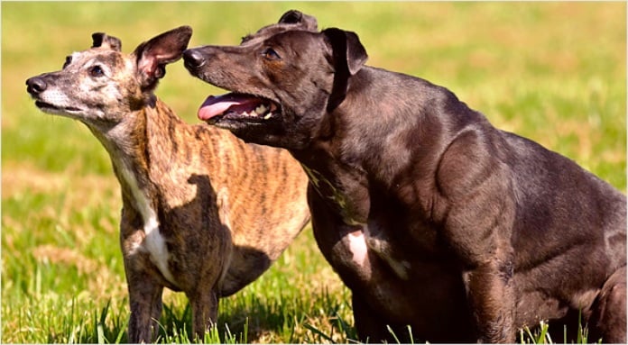 Buffle Animales domésticos que se parecen a Arnold Schwarzenegger del Reino de los Animales 6