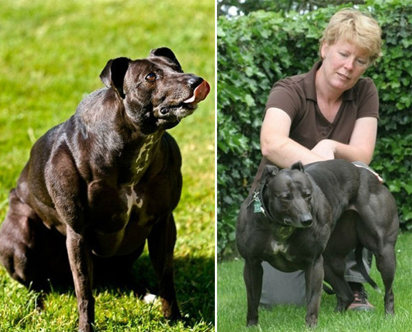Animales de la casa de Buffy que se parecen a Arnold Schwarzenegger del Reino de los Animales 8