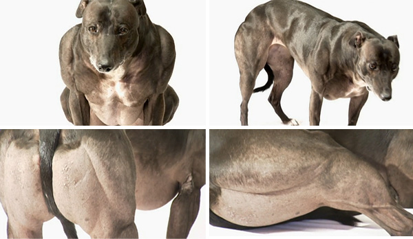 Animales de la casa de Buffy que se parecen a Arnold Schwarzenegger del reino animal