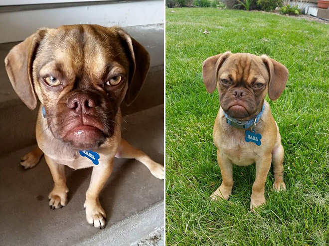 Estos asombrosos animales son muy similares a las personas 6